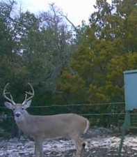 1019 Whitetail Trl (50)