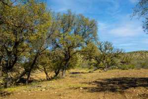 Poverty Canyon Rd (22)